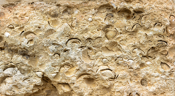 Sea shells fossil imprint on stone, petrified prehistoric extinct mollusk in sandstone or limestone. Building wall with fossil close-up for texture background. Paleontology, geology and time concept.