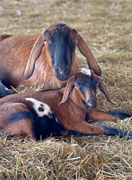 istock Mother ewe and kid goats lying in straw 1355842847