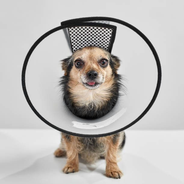 istock Chihuahua dog in veterinary cone sitting in studio 1355843946