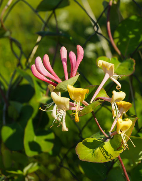 blossom lonicera auf grünem hintergrund - honeysuckle pink stock-fotos und bilder