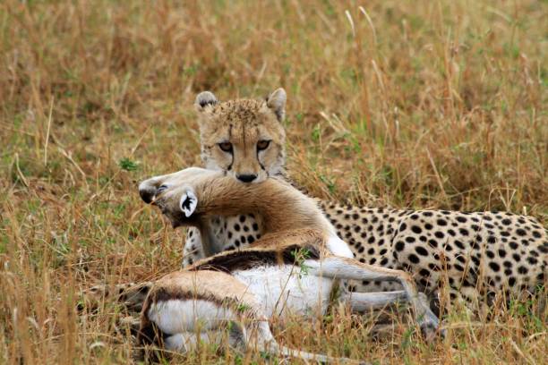 afrykański gepard z zabitą gazelą na ustach, park narodowy masai mara, kenia - thomsons gazelle zdjęcia i obrazy z banku zdjęć