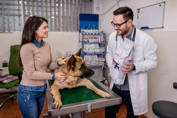 istock Veterinarian examining German Shepherd Dog 1355846164