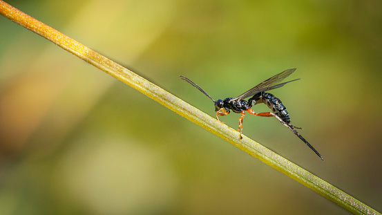 The Pimplinae are a subfamily of hymenopteran insects of the Ichneumonidae family.