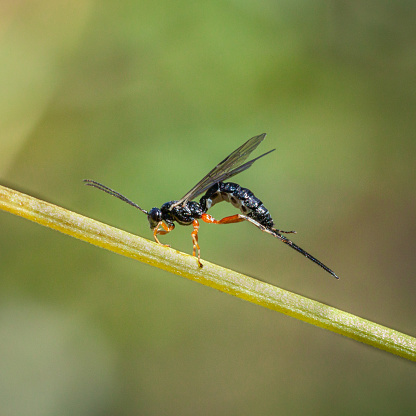 The Pimplinae are a subfamily of hymenopteran insects of the Ichneumonidae family.