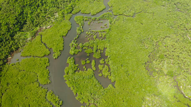 istock Aerial view of Mangrove forest and river 1355846309