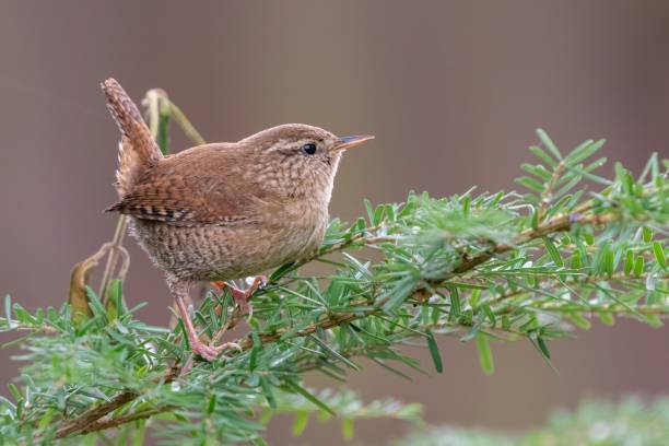 istock Eurasian wren (Troglodytes troglodytes) perched on a branch 1355846463
