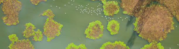 istock Panoramic top view lilly pad beds, submerged plants, cyanobacteria and moss algae blanket on surface of polluted pond in Dallas, Texas, USA 1355846936