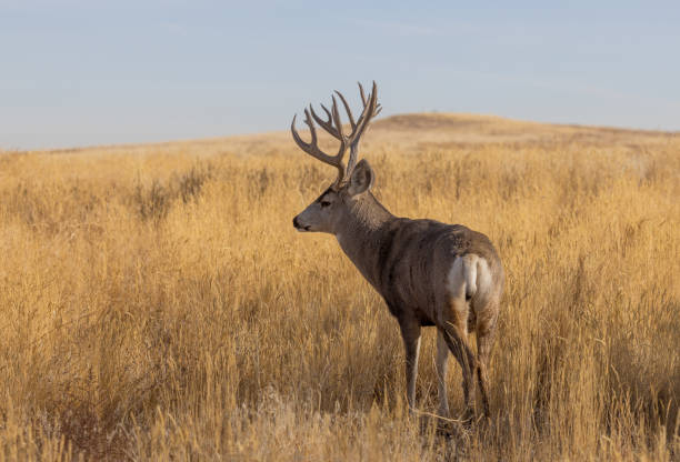 istock Mule Deer Buck in Fall in Colorado 1355847551