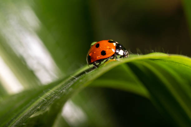 les coccinellidae rouges en gouttes de pluie reposent sur une feuille. gros plan. - septempunctata photos et images de collection