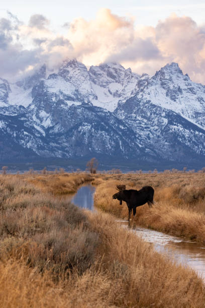 istock Moose in Grand Teton National Park 1355848916