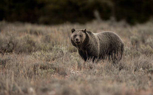 istock Grizzly Bear in the Grand Tetons 1355849002