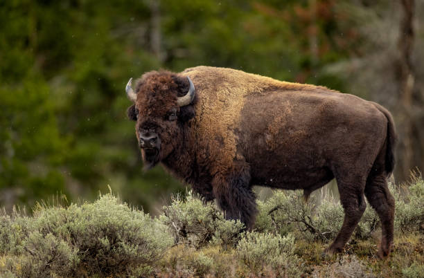istock American Bison in the Grand Tetons 1355849075
