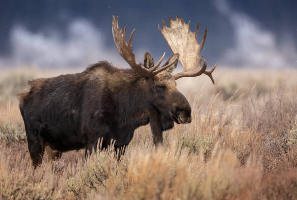 istock Moose in Grand Teton National Park 1355849143