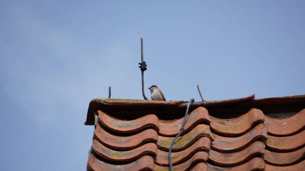 istock Male house sparrow on roof 1355849271