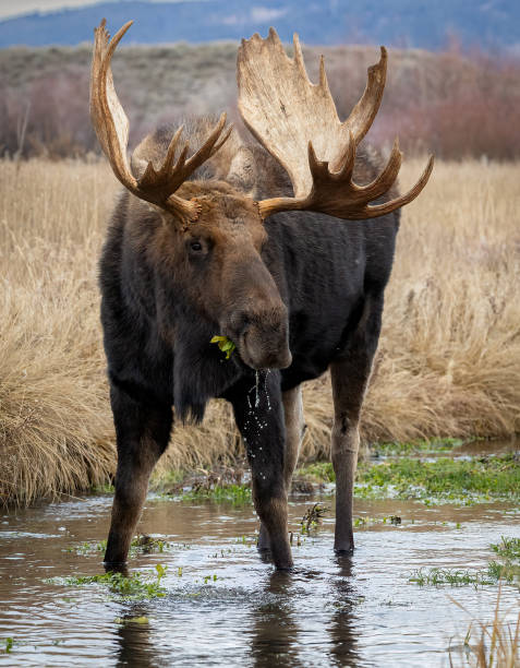 istock Moose in Grand Teton National Park 1355849368