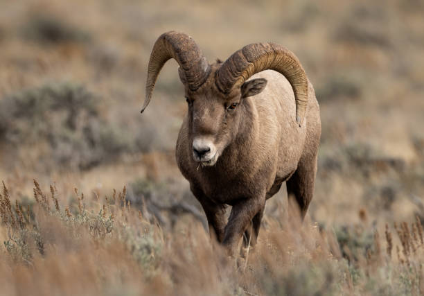 istock Bighorn Sheep in Canada 1355849409