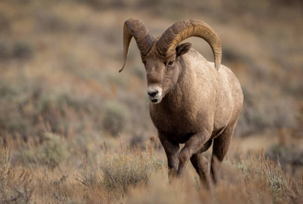 bighorn sheep w kanadzie - mule deer zdjęcia i obrazy z banku zdjęć