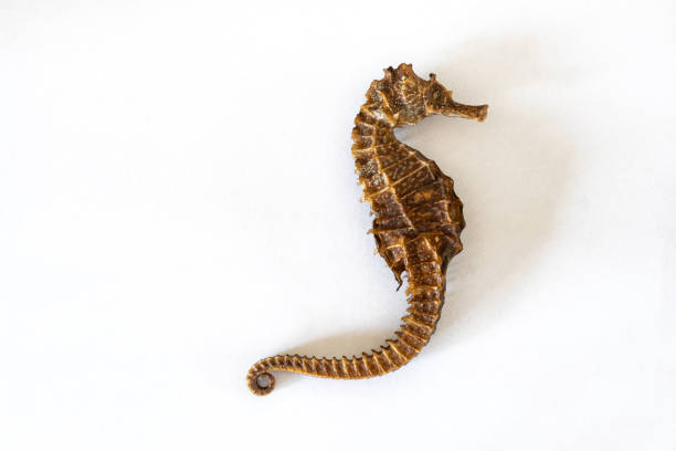 Detailed image of a lined seahorse Beautiful lined seahorse (Hippocampus erectus), isolated against white background. longsnout seahorse hippocampus reidi stock pictures, royalty-free photos & images