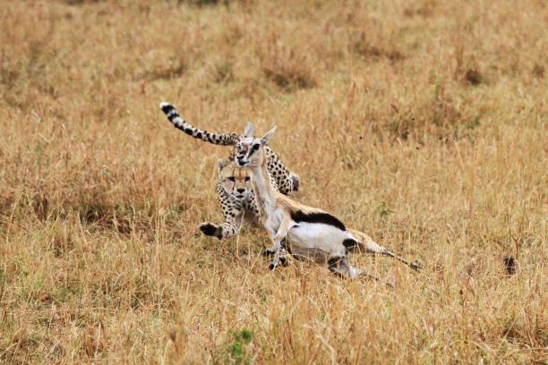 gepard biegnący za gazelą, aby zabić go w suchej żółtej trawie sawanny parku narodowego masai mara - thomsons gazelle zdjęcia i obrazy z banku zdjęć