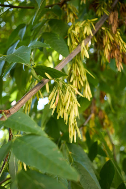 istock Fraxinus pennsylvanica branch close up 1355850593
