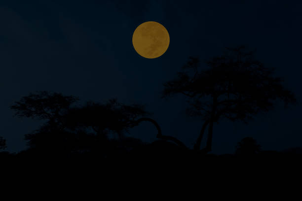 istock Full moon on the sky with tree branch silhouette at night. 1355851271