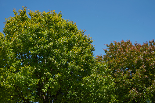 Bottom view of trees and sky