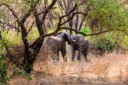 Two elephants fighting for female. Lake Manyara national park, Tanzania