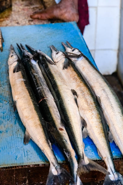 istock Barracuda fish for sale at the fish market 1355852817