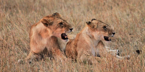 Yawning female lion, Serengeti, Tanzania