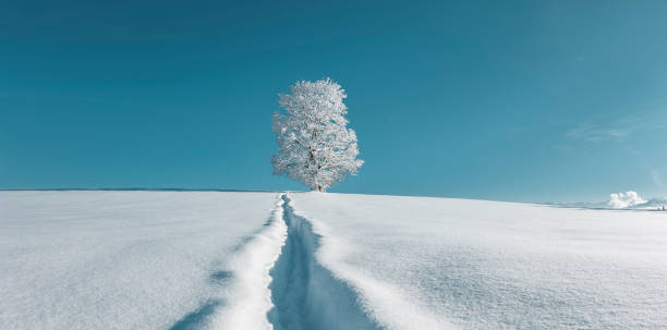 Beautiful snowy tree in a winter fairy tale landscape
