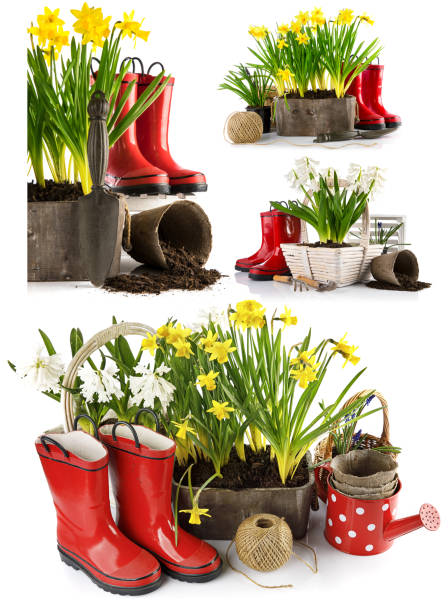 istock Collage set Spring flowers in pot with red rubber boots and life 1355858815