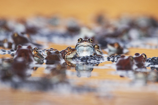 A portrait of two European Common frogs, Rana temporaria during a springtime frogs spawn in a moorland of Estonian nature.
