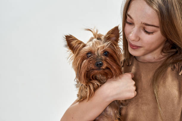 istock Girl hugging and looking on Yorkshire Terrier dog 1355859564