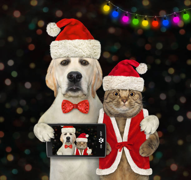 istock Dog labrador hugs cat for Christmas 2 1355860865