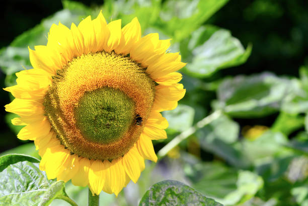 istock common sunflower in botanic garden 1355860880