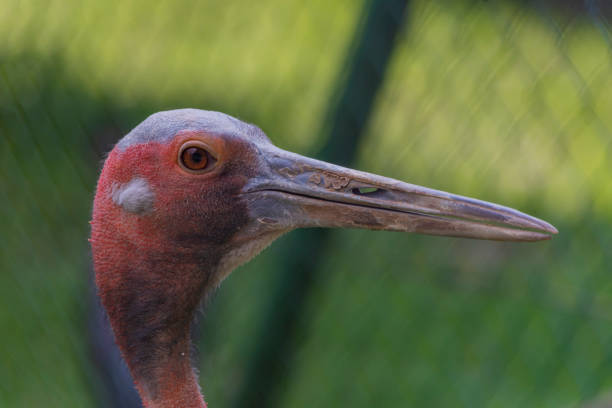 Big color bird with long beak and red head