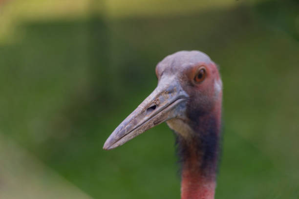 Big color bird with long beak and red head