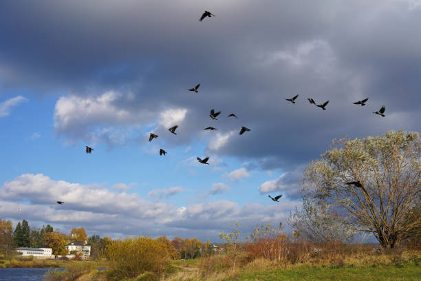 istock Corvid birds around trees on a moody autumn day 1355862989