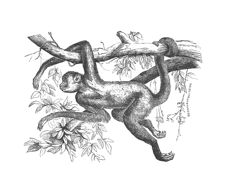 A vintage antique engraving illustration, of a Muriqui monkey hanging from a branch, from the book Animal Kingdom With It's Wonders and Curiosities, published 1880.