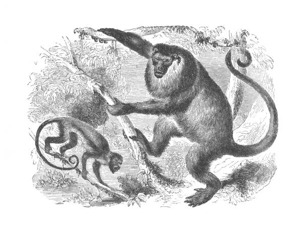 A Pair of Gold-Tailed Howler Barbary Monkeys in a Tree, Vintage Antique Engraving Illustration A vintage antique engraving illustration, of a pair of Gold-Tailed Howler monkeys in a tree, from the book Animal Kingdom With It's Wonders and Curiosities, published 1880. howler monkey stock illustrations