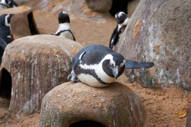istock penguin spheniscus demersus lying on his cave 1355863462