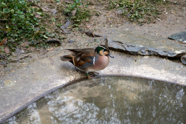 istock beautiful mandarin duck standing near a pond 1355863539