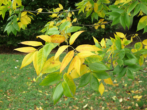 Fraxinus americana foliage in autumn