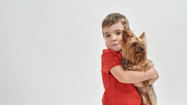 Little boy embrace purebred Yorkshire Terrier dog Little european boy embracing purebred Yorkshire Terrier dog in white studio. Concept of relationship between human and animal. Idea of owner and pet friendship. Child looking at camera. Copy space preschooler caucasian one person part of stock pictures, royalty-free photos & images