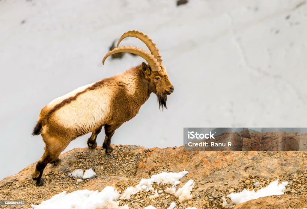 Siberian ibex (Capra sibirica), also known as the Altai ibex, Central Asia(n) ibex, Gobi ibex, Himalayan ibex, Mongolian ibex or Tian Shan ibex Ibex Stock Photo