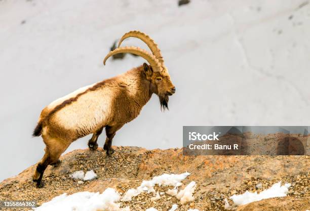 Siberian Ibex Ibex Gobi Ibex Himalayan Ibex Mongolian Ibex Or Tian Shan Ibex Stock Photo - Download Image Now