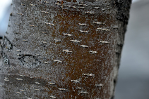 Bark and trunk of red mountain ash