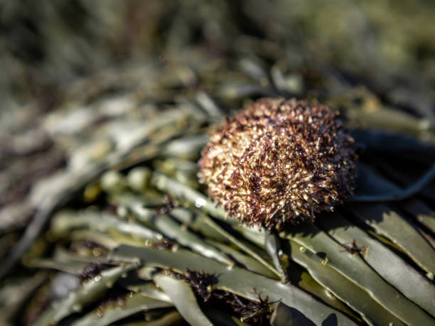 um ouriço-do-mar avermelhado e folhas verdes de capina marítima na praia. - green sea urchin fotos - fotografias e filmes do acervo