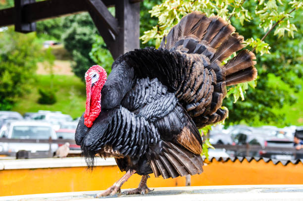 istock Black turkey in the park 1355866159