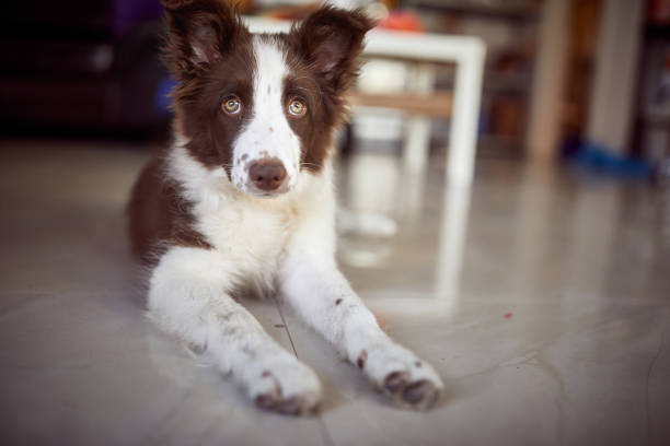 un lindo perro está tirado en el suelo de la casa. doméstico, mascota, perro - affectionate desire beauty brown fotografías e imágenes de stock